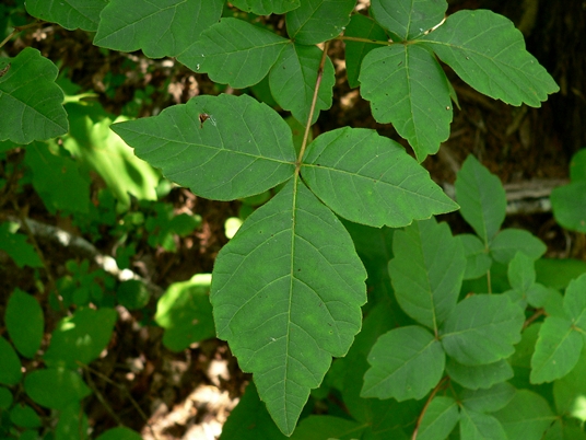 {Rhus aromatica}